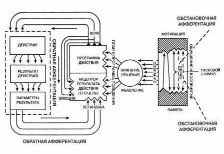 Функциональная петля